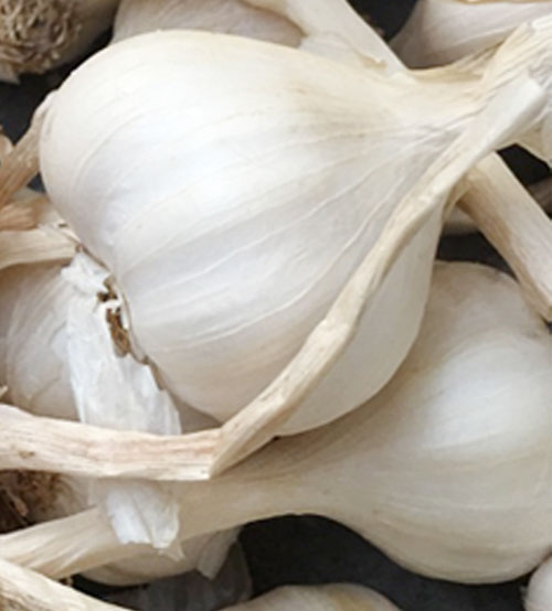 Tỏi Lý Sơn - Đặc Sản Quảng Ngãi