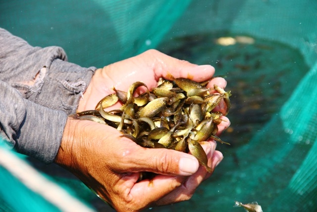 Cá rò có nhiều ở vùng biển Thuận An (Huế)