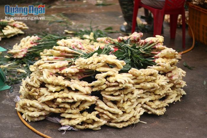 Nông dân, phấn khởi, thu hoạch, gừng Tết